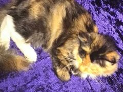 android_upload_pic-Sirena海妖日咖夜酒