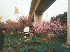 -秀丽东方