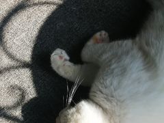 -喵店&猫咖