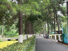 -合肥滨湖国家森林公园