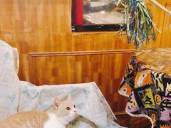 -猫色咖啡·猫咖