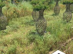 -武汉紫薇都市田园