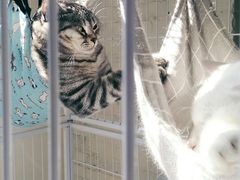 -两棵枇杷树