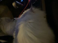 -帕帕拉兹宠物(亚洲旗舰店)