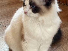 -猫的茶·猫咖