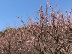 -苏州上方山国家森林公园