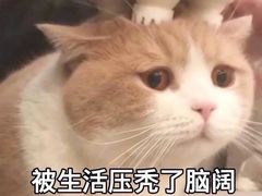 -陈记顺和潮汕牛肉火锅(番禺迎宾大道店)