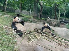 -都江堰中华大熊猫苑