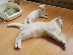 -东方名猫馆·英短金渐层布偶猫舍(环线广场1号楼店)