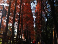 -蜀绣公园