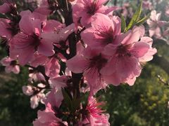 -南汇桃花村