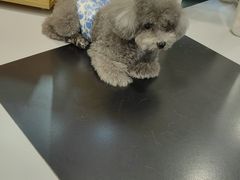 -Oh My Dog宠物沙龙(伊珊娜皮毛护理店)