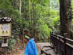 -西双版纳原始森林公园