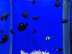 -海合安武汉极地海洋公园