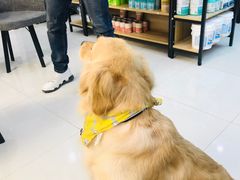 -翊宠yipet猫狗购宠庄园犬舍•猫舍