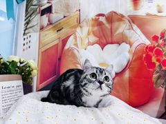 -爱洗澡的猫(望京店)