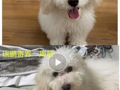 -瑞鹏宠物医院·内科·中兽医·骨科(苗圃店)
