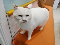-纳吉亚猫专科动物医院·北北分院