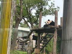 -武汉动物园
