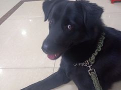 -小伙伴宠物医院•急重症转诊中心·老年专科·犬猫全科(北大街总院)