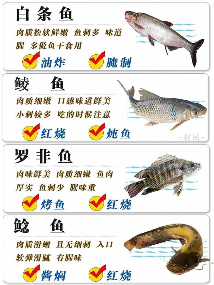 鱼的种类 名字图片