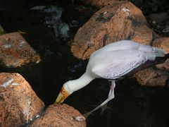 -吉隆坡雀鸟公园