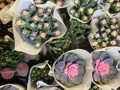 -循礼门鲜花花市(武汉循礼门店)