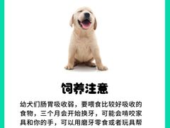 -北京京卫宠物寄养训练中心