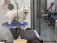 -瑞鹏宠物医院·骨科·猫科·内科(第一中心)