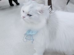 -共舞时光猫咖·狗咖(新街口店)