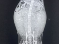 -嘉馨宠物医院·CT影像转诊·心脏科·犬猫全科诊疗中心(下沙大学城院区)