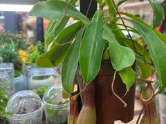 -溪岸路花鸟市场