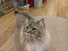 -COLOR PETS 撸猫馆·购猫·猫咖(长风大悦城店)
