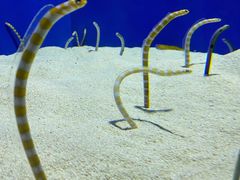 -上海海洋水族馆