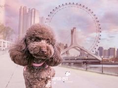 -超宠爱宠物摄影-Super pet