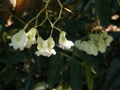 -墨尔本皇家植物园