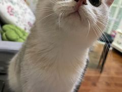 -猫大福·Fortune Cat猫舍(百子湾店)