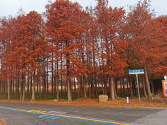 -上海长兴岛郊野公园