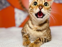 -喵五郎の猫咪酒店·专业洗护·寄养