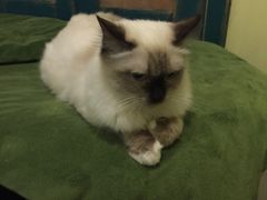 -猫色咖啡·猫咖