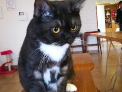 -猫咖时代(中山亭店)