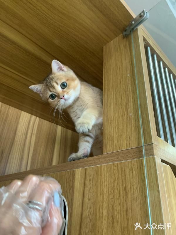 奉贤最萌的猫咪馆