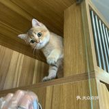 奉贤最萌的猫咪馆 
