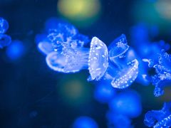 -烟台海昌鲸鲨海洋公园