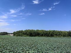 -大兴滨河森林公园