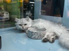-FAELING PETS美天灵宠物(合生汇店)