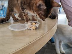 -more than meow吴止猫主题餐厅(承德 中船汇店)