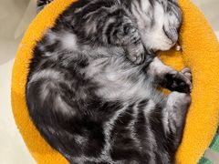 -COLOR PETS 撸猫馆·购猫·猫咖(长风大悦城店)