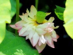 -陈家山荷花公园