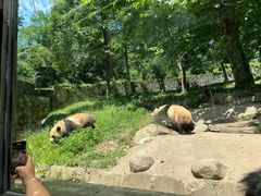 -都江堰中华大熊猫苑